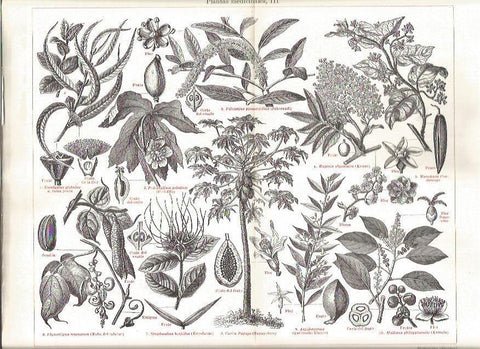LAMINA V03201: Variedades de plantas medicinales