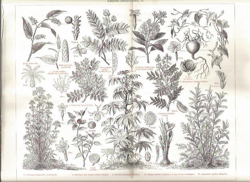 LAMINA V03200: Especies de plantas medicinales
