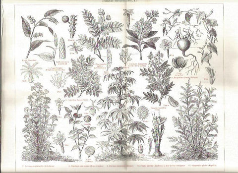 LAMINA V03200: Especies de plantas medicinales