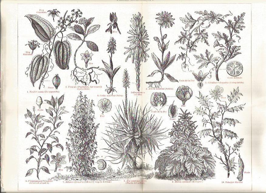 LAMINA V03199: Plantas medicinales
