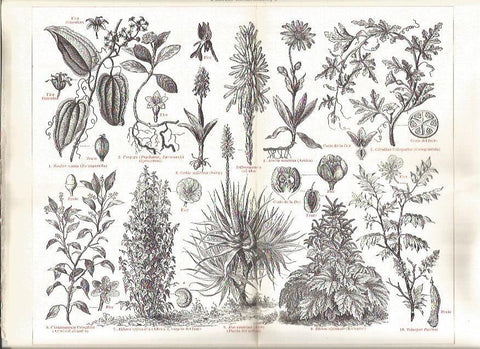 LAMINA V03199: Plantas medicinales