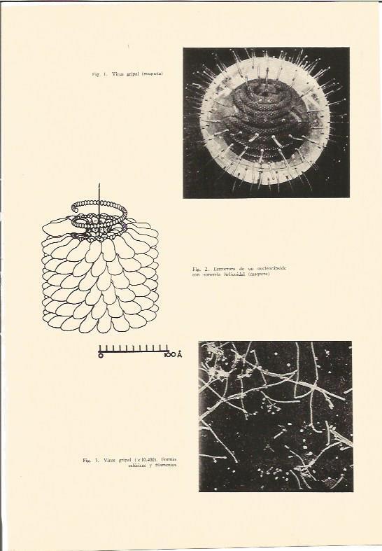 LAMINA V03013: Imágenes del virus gripal