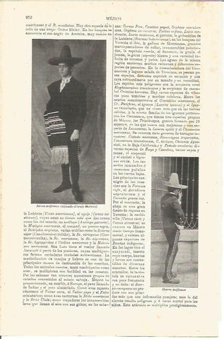 LAMINA V03252: Charros mejicanos
