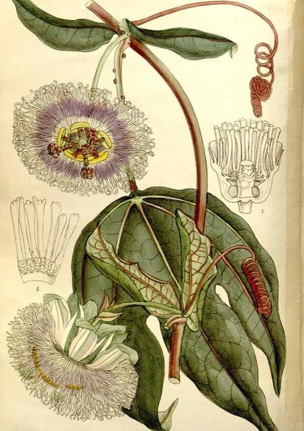 Reproducción/Reproduction 35972965205: Curtis's botanical magazine.. London ; New York [etc.] :Academic Press [etc.]