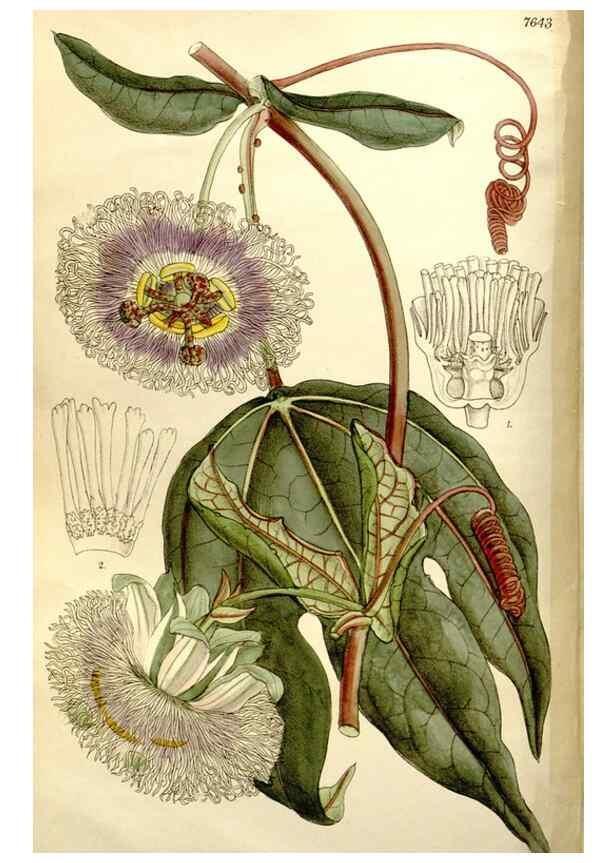Reproducción/Reproduction 35972965205: Curtis's botanical magazine.. London ; New York [etc.] :Academic Press [etc.]