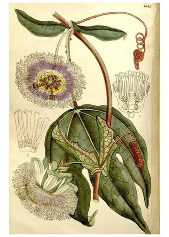 Reproducción/Reproduction 35972965205: Curtis's botanical magazine.. London ; New York [etc.] :Academic Press [etc.]