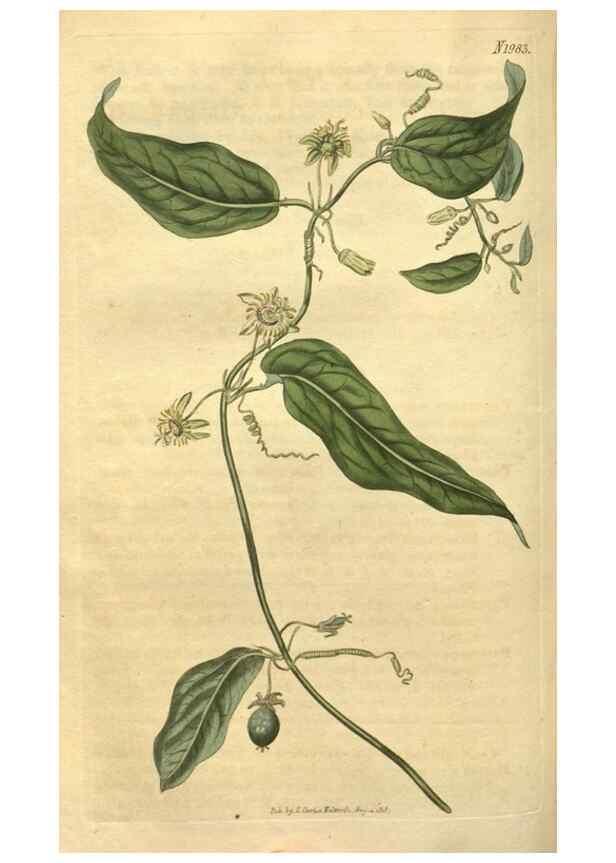 Reproducción/Reproduction 35189463835: Curtis's botanical magazine.. London ; New York [etc.] :Academic Press [etc.]