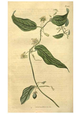 Reproducción/Reproduction 35189463835: Curtis's botanical magazine.. London ; New York [etc.] :Academic Press [etc.]