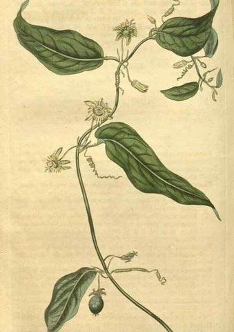 Reproducción/Reproduction 35189463835: Curtis's botanical magazine.. London ; New York [etc.] :Academic Press [etc.]