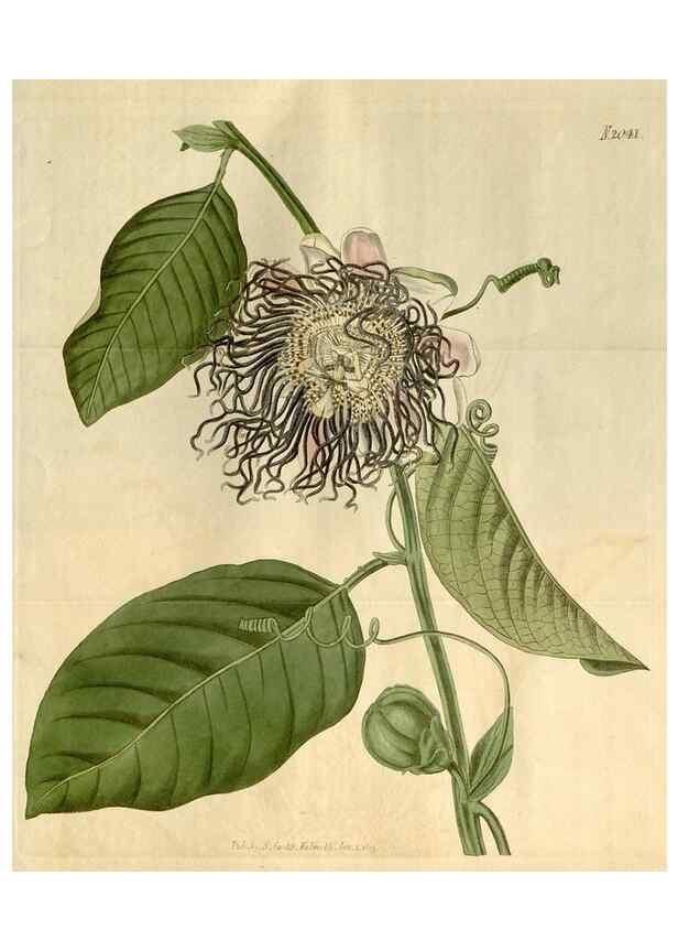 Reproducción/Reproduction 34345002114: Curtis's botanical magazine.. London ; New York [etc.] :Academic Press [etc.]