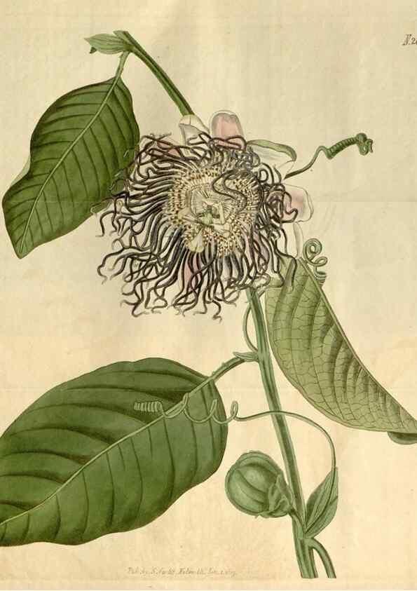 Reproducción/Reproduction 34345002114: Curtis's botanical magazine.. London ; New York [etc.] :Academic Press [etc.]