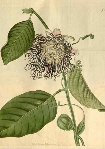 Reproducción/Reproduction 34345002114: Curtis's botanical magazine.. London ; New York [etc.] :Academic Press [etc.]