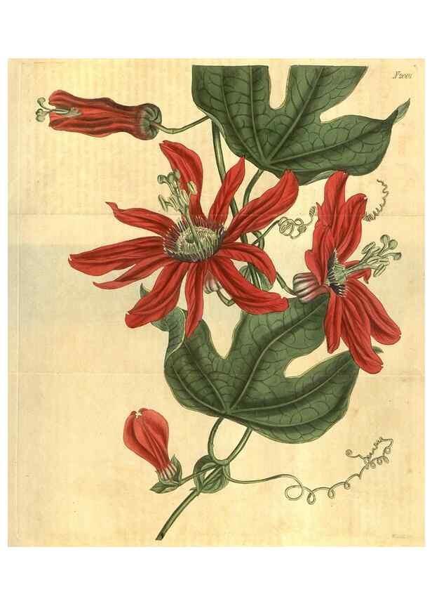 Reproducción/Reproduction 34380013673: Curtis's botanical magazine.. London ; New York [etc.] :Academic Press [etc.]