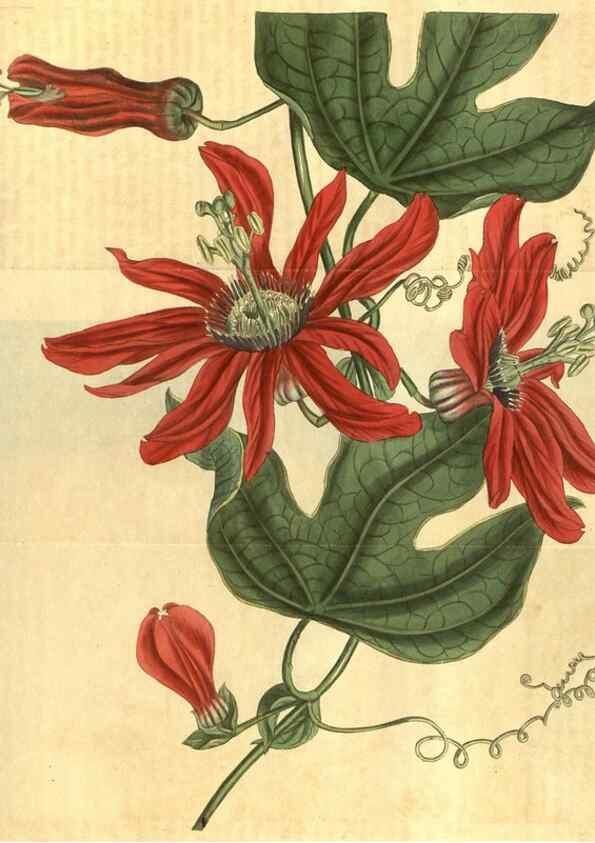 Reproducción/Reproduction 34380013673: Curtis's botanical magazine.. London ; New York [etc.] :Academic Press [etc.]