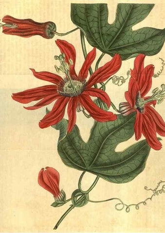 Reproducción/Reproduction 34380013673: Curtis's botanical magazine.. London ; New York [etc.] :Academic Press [etc.]