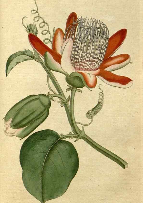 Reproducción/Reproduction 35167373315: The Botanical magazine, or, Flower-garden displayed ... /. [S.l. :s.n.],1790-1800 ;