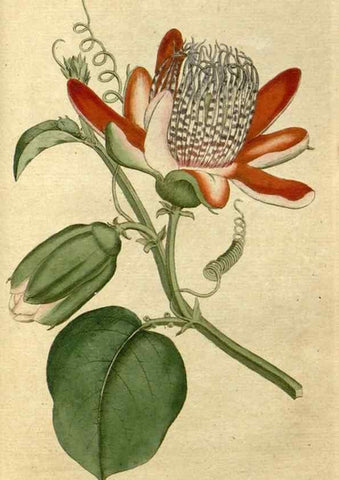 Reproducción/Reproduction 35167373315: The Botanical magazine, or, Flower-garden displayed ... /. [S.l. :s.n.],1790-1800 ;
