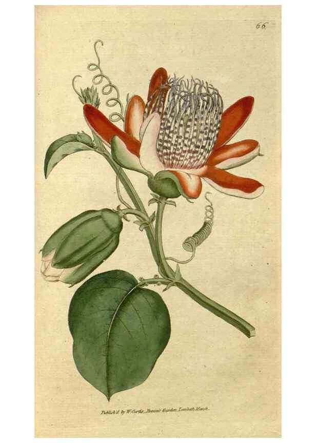 Reproducción/Reproduction 35167373315: The Botanical magazine, or, Flower-garden displayed ... /. [S.l. :s.n.],1790-1800 ;