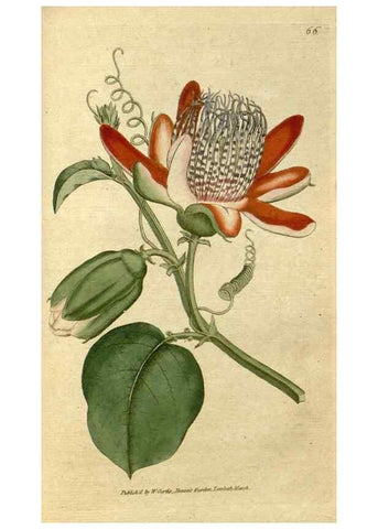 Reproducción/Reproduction 35167373315: The Botanical magazine, or, Flower-garden displayed ... /. [S.l. :s.n.],1790-1800 ;