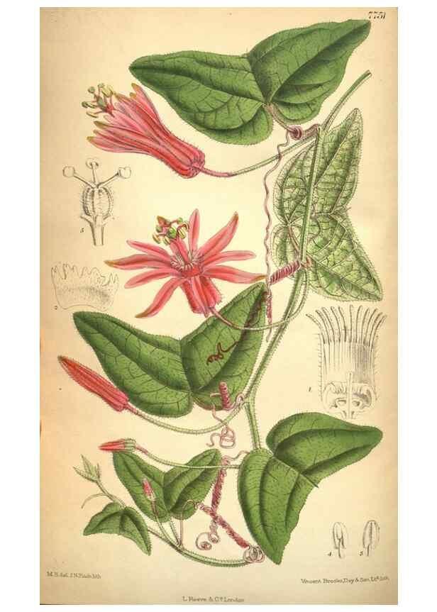 Reproducción/Reproduction 8634433083: Curtis's botanical magazine.. London ;New York [etc.] :Academic Press [etc.]