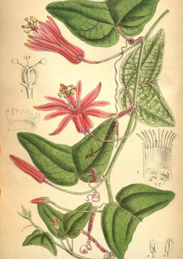 Reproducción/Reproduction 8634433083: Curtis's botanical magazine.. London ;New York [etc.] :Academic Press [etc.]