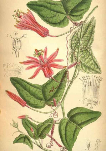 Reproducción/Reproduction 8634433083: Curtis's botanical magazine.. London ;New York [etc.] :Academic Press [etc.]
