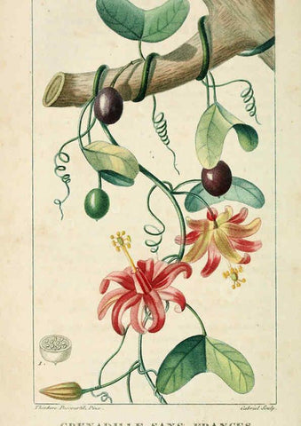 Reproducción/Reproduction 6005402698: Flore pittoresque et médicale des Antilles v.1 Paris Pichard,1821-1829