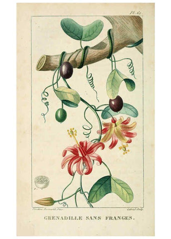 Reproducción/Reproduction 6005402698: Flore pittoresque et médicale des Antilles v.1 Paris Pichard,1821-1829