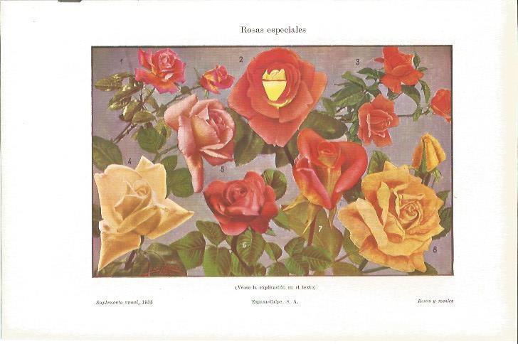 LAMINA V05141: Rosas especiales