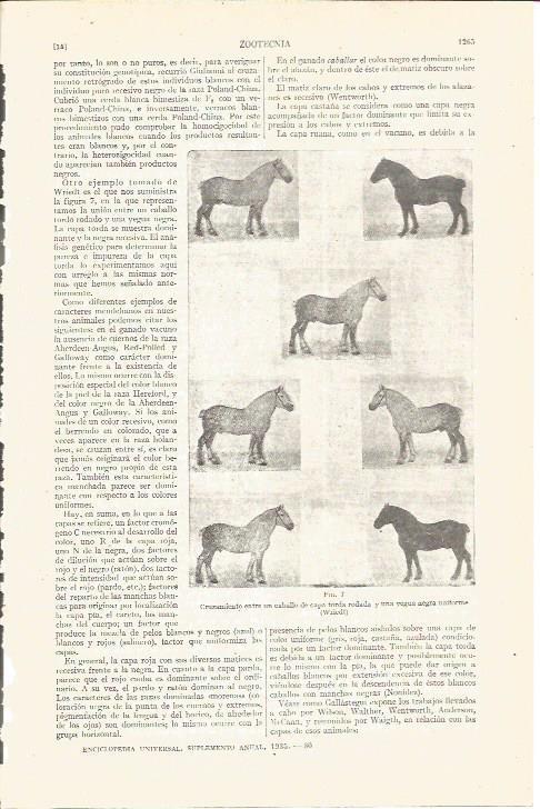 LAMINA V05144: Cruzamiento entre caballo y yegua