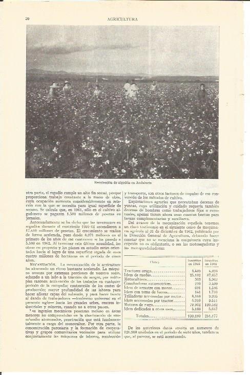 LAMINA V05157: Recoleccion de algodón en Andalucia