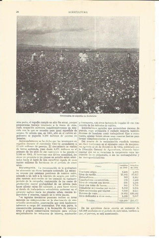 LAMINA V05157: Recoleccion de algodón en Andalucia