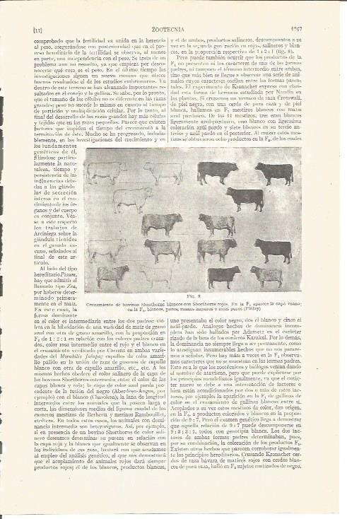 LAMINA V05145: Cruzamiento de bobinos Shorthorns