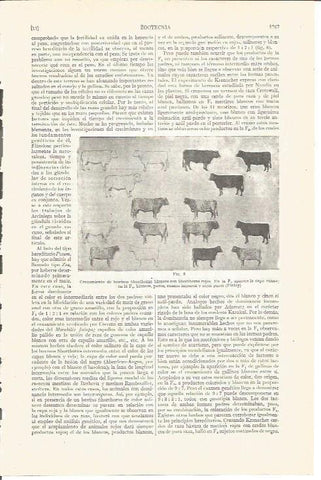 LAMINA V05145: Cruzamiento de bobinos Shorthorns