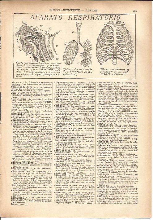 LAMINA V05482: Aparato respiratorio