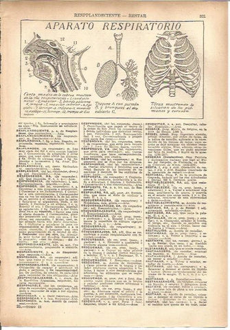 LAMINA V05482: Aparato respiratorio
