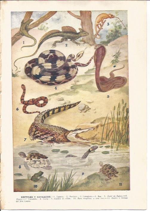 LAMINA V05481: Dibujos de reptiles y batracios