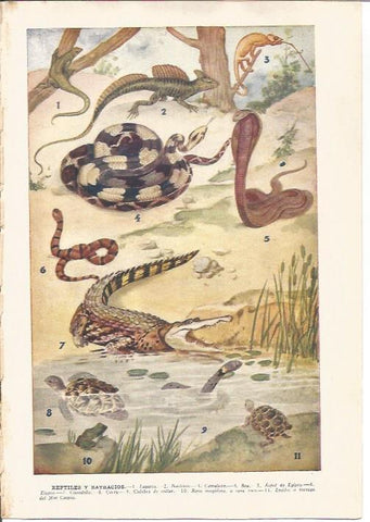 LAMINA V05481: Dibujos de reptiles y batracios