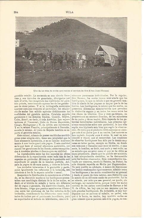 LAMINA V04527: Tiros de mulas