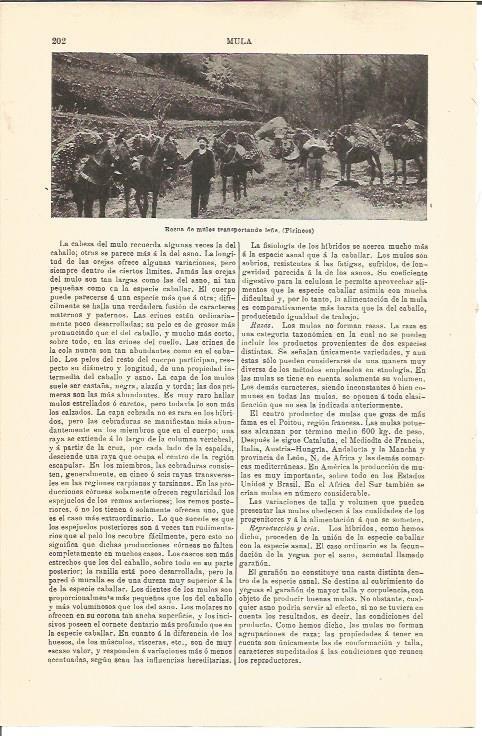 LAMINA V04526: Recua de mulos