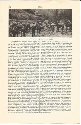 LAMINA V04526: Recua de mulos