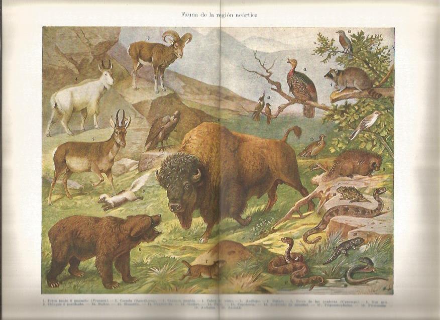 LAMINA V04790: Fauna de la region neartica