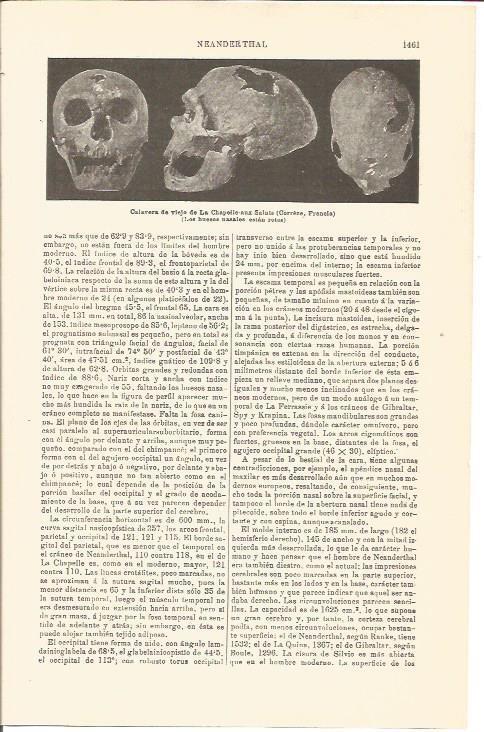 LAMINA V04789: Calavera de viejo de La Chapelle-aux-Saints, Francia