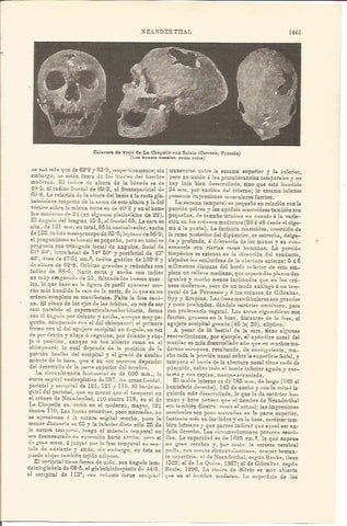 LAMINA V04789: Calavera de viejo de La Chapelle-aux-Saints, Francia