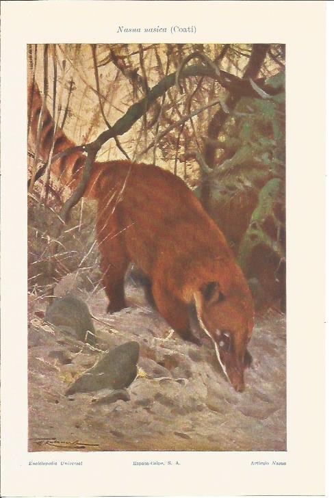 LAMINA V04751: Nasua nasica o coati