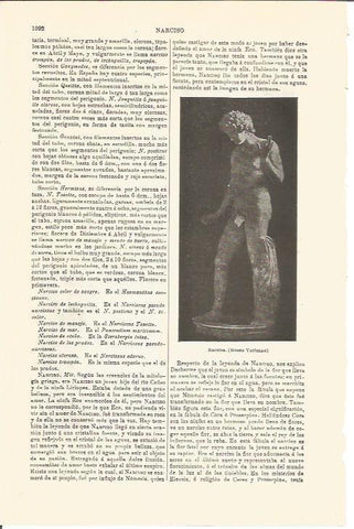 LAMINA V04745: Narciso en Museo Vaticano