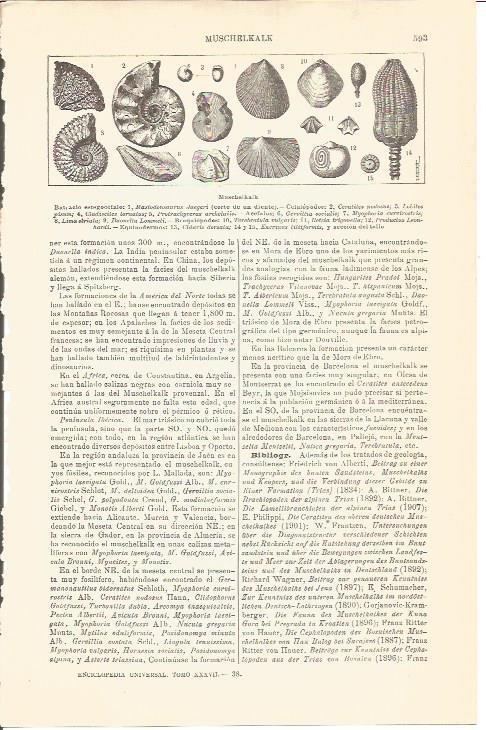 LAMINA V04628: Dibujos conchas de Muschelkalk
