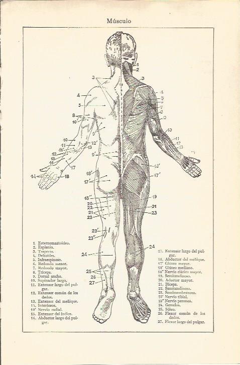 LAMINA V04627: Musculos traseros del cuerpo humano