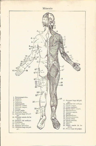 LAMINA V04627: Musculos traseros del cuerpo humano
