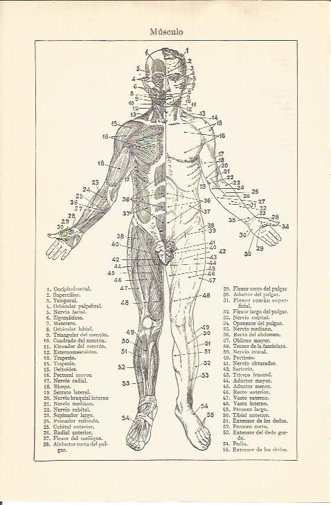 LAMINA V04626: Musculos frontales del cuerpo humano